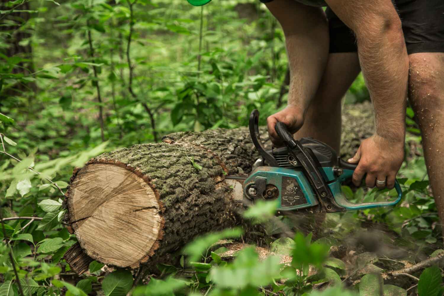 The Steps Involved in Our Tree Care Process in Buchanan, GA